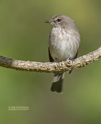 Kaapse vliegenvanger - African Duskey Flycatcher - Muscicapa adusta