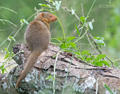 Dwergmangoes - Common dwarf mongoose - Helogale parvula