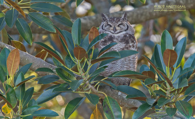 Afrikaanse Oehoe - Spotted Eagle-Owl - Bubo africanus africanus