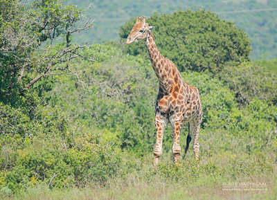 Kaapse giraffe - South African giraffe - Giraffa camelopardalis giraffa