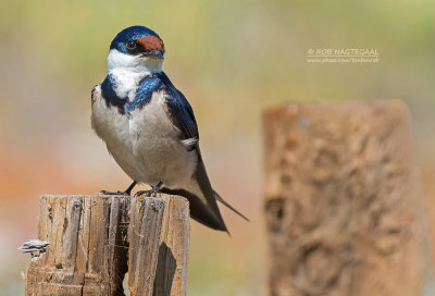 Witkeelzwaluw - White-throated Swallow - Hirundo albigularis