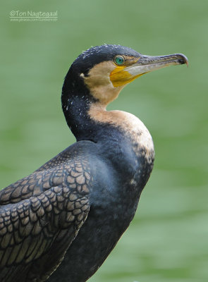 Witborst aalscholver - Whitebreasted cormorant - Phalacrocorax lucidus 
