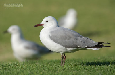 Hartlaubs Meeuw - Hartlaub’s Gull - Chroicocephalus hartlaubii