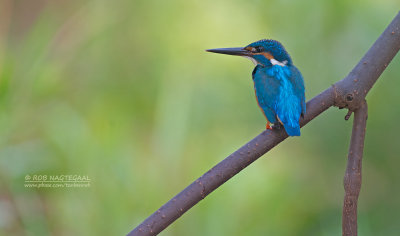 IJsvogel - Common kingfisher - Alcedo atthis