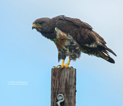 Jakhalsbuizerd - Jackal Buzzard - Buteo rufofuscus