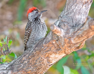 Kardinaalspecht - Cardinal Woodpecker - Dendropicos fuscescens