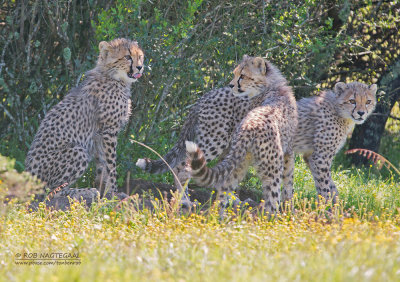 Cheetah - Cheetah - Acinonyx jubatus