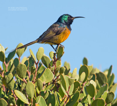 Oranjeborsthoningzuiger - Orange-breasted Sunbird - Anthobaphes violacea