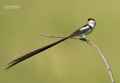 Dominikanerwida - Pin-tailed Whydah - Vidua macroura