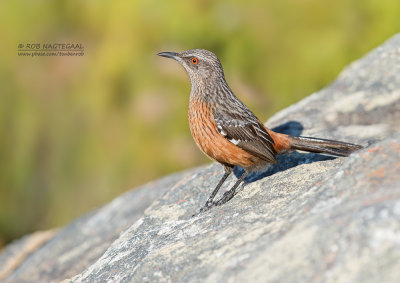 Kaapse Rotsspringer - Cape Rock-jumper - Chaetops frenatus