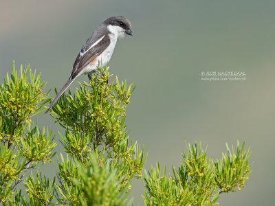 Zuidelijke Gekraagde Klauwier - Southern Fiscal - Lanius collaris