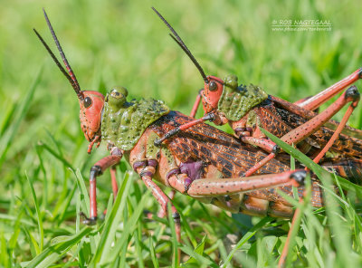 Giftige Milkweed-Sprinkhaan - Toxic Milkweed Grasshopper - Phymateus Leprosus