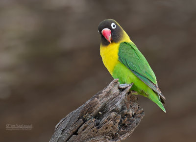 Zwartmaskeragapornis - Yellow-collared Lovebird - Agapornis personatus