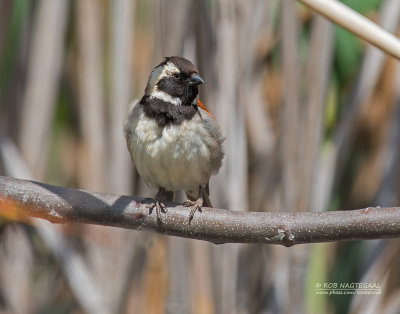 Kaapse Mus - Cape Sparrow - Passer melanurus