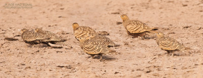 Roodbuikzandhoen - Chestnut-bellied Sandgrouse -Pterocles exustus