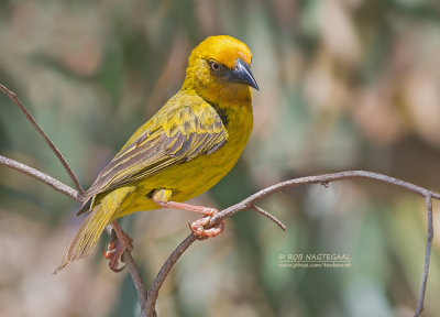 Kaapse Wever - Cape Weaver - Ploceus capensis