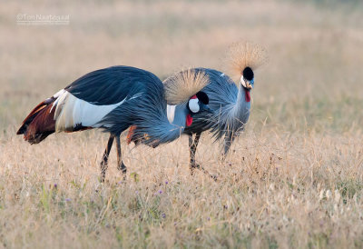 Grijze Kroonkraanvogel - Gray Crowned-Crane - Balearica regulorum