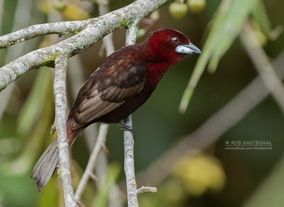 Fluweeltangare - Silver-beaked Tanager - Ramphocelus carbo