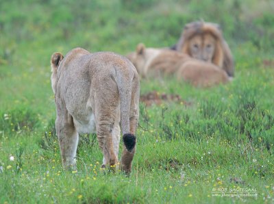 Transvaalse leeuw - Transvaal lion - Panthera leo krugeri