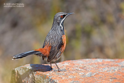 Kaapse Rotsspringer - Cape Rock-jumper - Chaetops frenatus