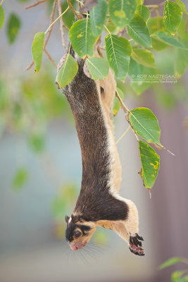 Reuzen eekhoorn - Grizzled Giant squirrel - Ratufa macroura