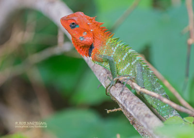 Groene Bos Hagedis - Common Green Forest Lizard - Calotes calotes