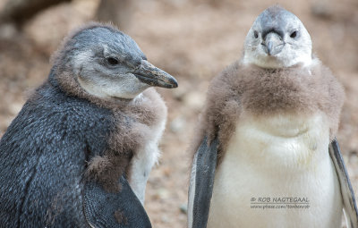 Zwartvoetpinguïn - Jackass Penguin - Spheniscus demersus