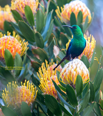 Emeraldhoningzuiger - Malachite Sunbird - Nectarinia famosa