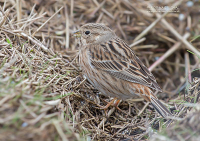 Witkopgors - Pine Bunting - Emberiza leucocephalos leucocephalos