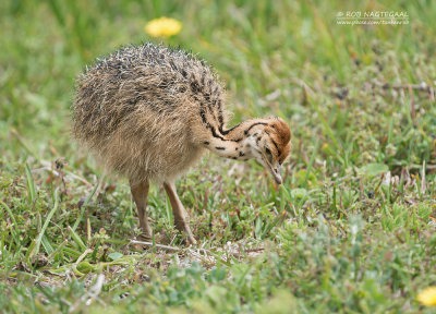 Struisvogel - Ostrich - Struthio camelus australis