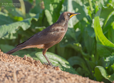 Tweekleurige Glansspreeuw - African Pied Starling - Lamprotornis bicolor