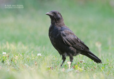 Bairds Kraai - Northwestern Crow - Corvus caurinus