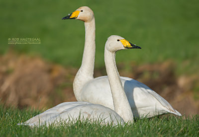 Wilde zwaan - Whooper swan - Cygnus cygnus