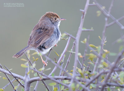 Bruinkopgraszanger - Piping Cisticola - Cisticola fulvicapilla