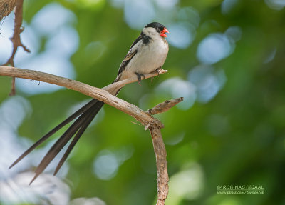 Dominikanerwida - Pin-tailed Whydah - Vidua macroura