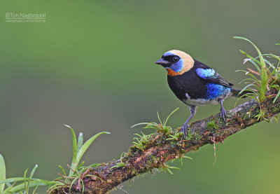 Purpermasker tangara - Golden-hooded Tanager - Tangara larvata