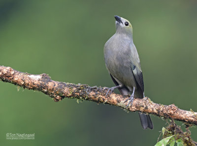 Palm tangare - Palm Tanager - Thraupis palmarum 