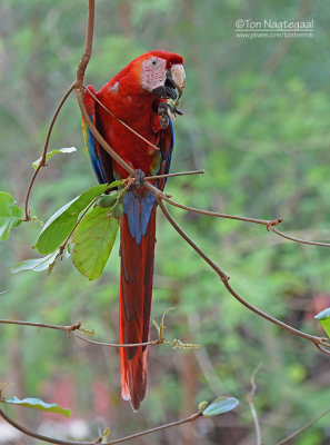 Geelvleugelara - Scarlet Macaw - Ara macao