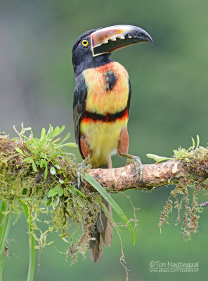 Halsbandarassari - Collared Aracari - Pteroglossus torquatus