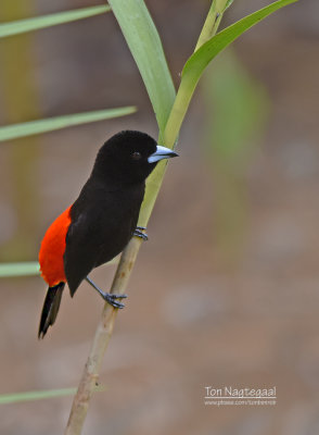 Roodrugtangare - Scarlet-rumped Tanager - Ramphocelus passerinii costaricensis