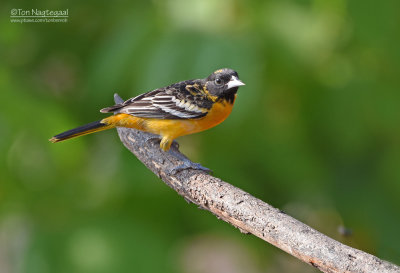 Baltimoretroepiaal - Baltimore Oriole - Icterus galbula