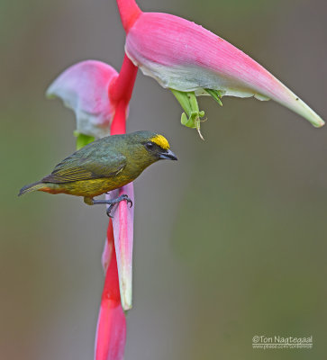 Olijfrugorganist - Olive-backed Euphonia - Euphonia gouldi