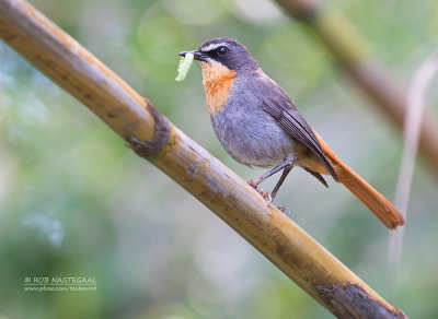 Kaapse Lawaaimaker - Cape Robin-Chat - Cossypha caffra