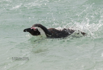 Zwartvoetpingun - Jackass Penguin - Spheniscus demersus