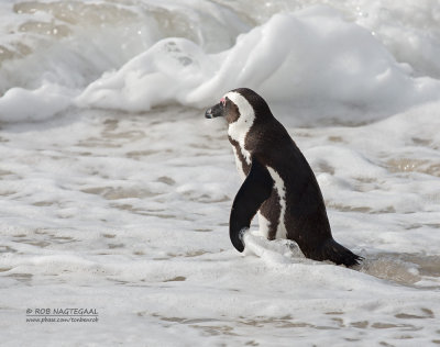 Zwartvoetpingun - Jackass Penguin - Spheniscus demersus