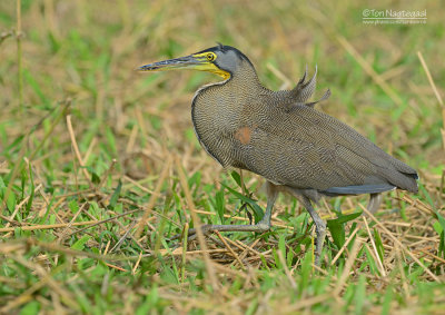 Mexicaanse tijgerroerdomp - Bare-throated Tiger-Heron - Tigrisoma mexicanum