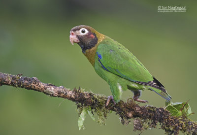 Roodoorpapegaai  - Brown-hooded Parrot - Pyrilia haematotis