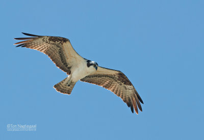 Visarend - Osprey - Pandion haliaetus 