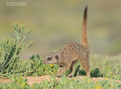 Stokstaartje - Meerkat - Suricata suricatta