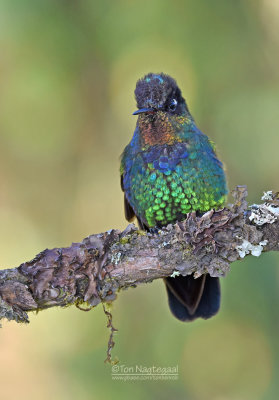 Irazu-kolibrie - Fiery-Throated Hummingbird - Panterpe insignis